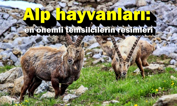 Alp hayvanları: en önemli temsilcilerin resimleri